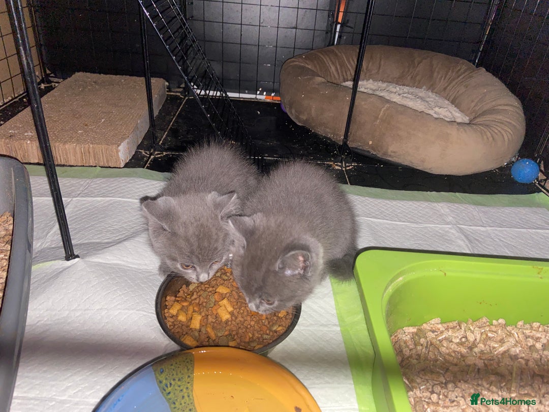 British Shorthair cats for sale: British short hair cross kittens, grey black.  - Image 21