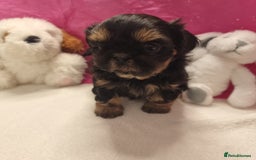 Shih Tzu dogs for sale: Kc stunning small imperial baby boy/girl - Image 7