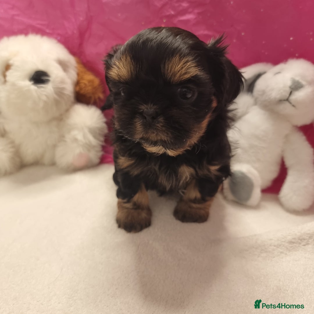 Shih Tzu dogs for sale: Kc stunning small imperial baby boy/girl - Image 7