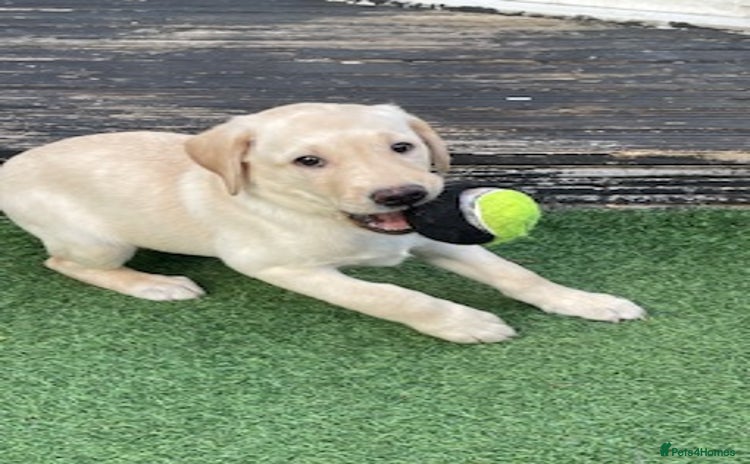 Labrador Retriever dogs - Advert 1
