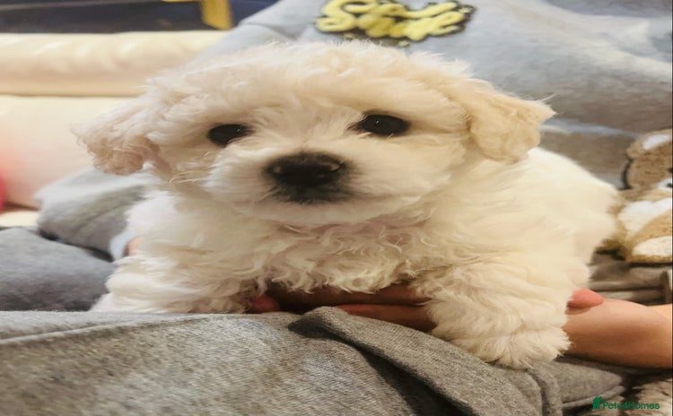 Bichon Frise dogs - Advert 1