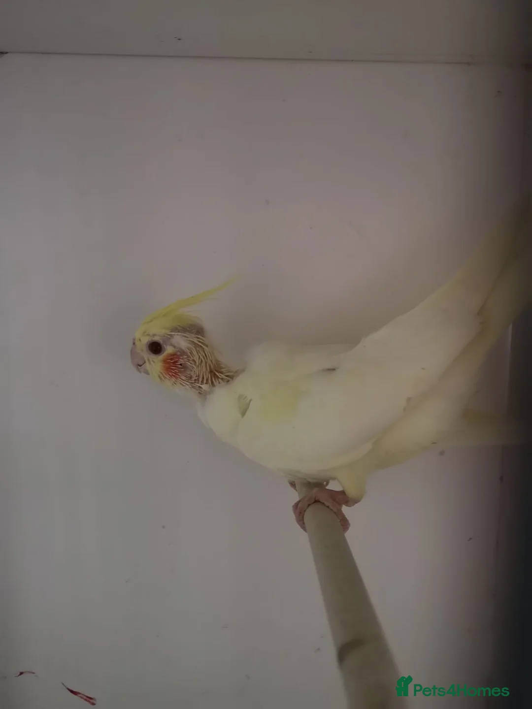 Cockatiels birds for sale: Baby cockatiels  - Advert 11