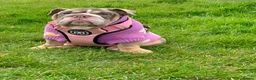 English Bulldog dogs for sale: 8 months old girl - Advert 8