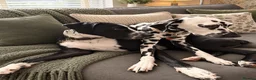 Mixed Breed dogs for sale: Stunning litter of Dalmatian Boxer mix - Advert 10