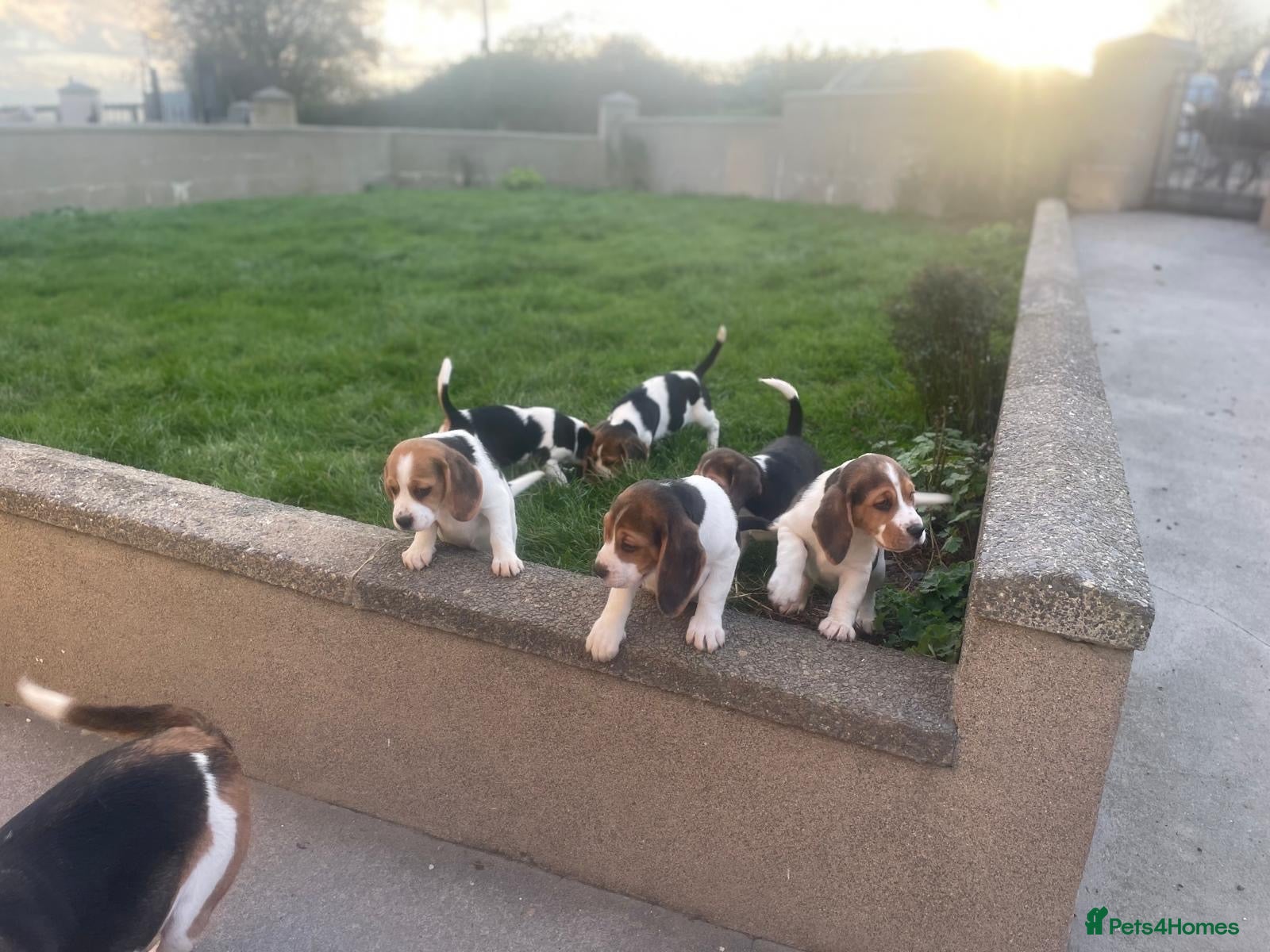 Beagle dogs Beautiful Beagle Puppies - Advert 1