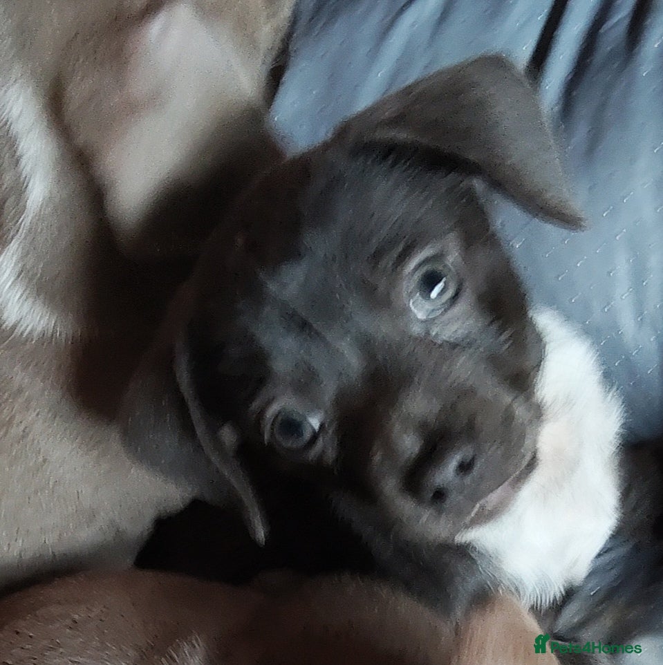 Chiweenie dogs Beautiful Chiweenies - Advert 1