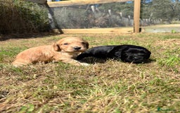 Cocker Spaniel dogs for sale: KC Reg Working Cocker bitches - Image 1
