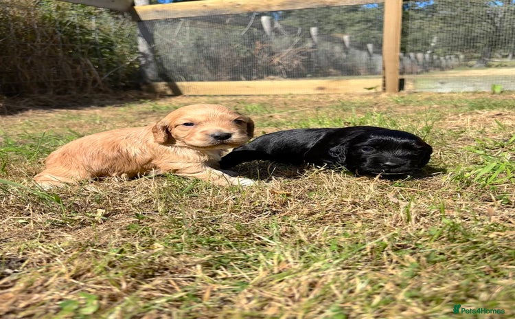Cocker Spaniel dogs - Advert 2