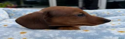Miniature Dachshund dogs for sale: Miniature dachshund puppies 🐶 READY NOW - Advert 13