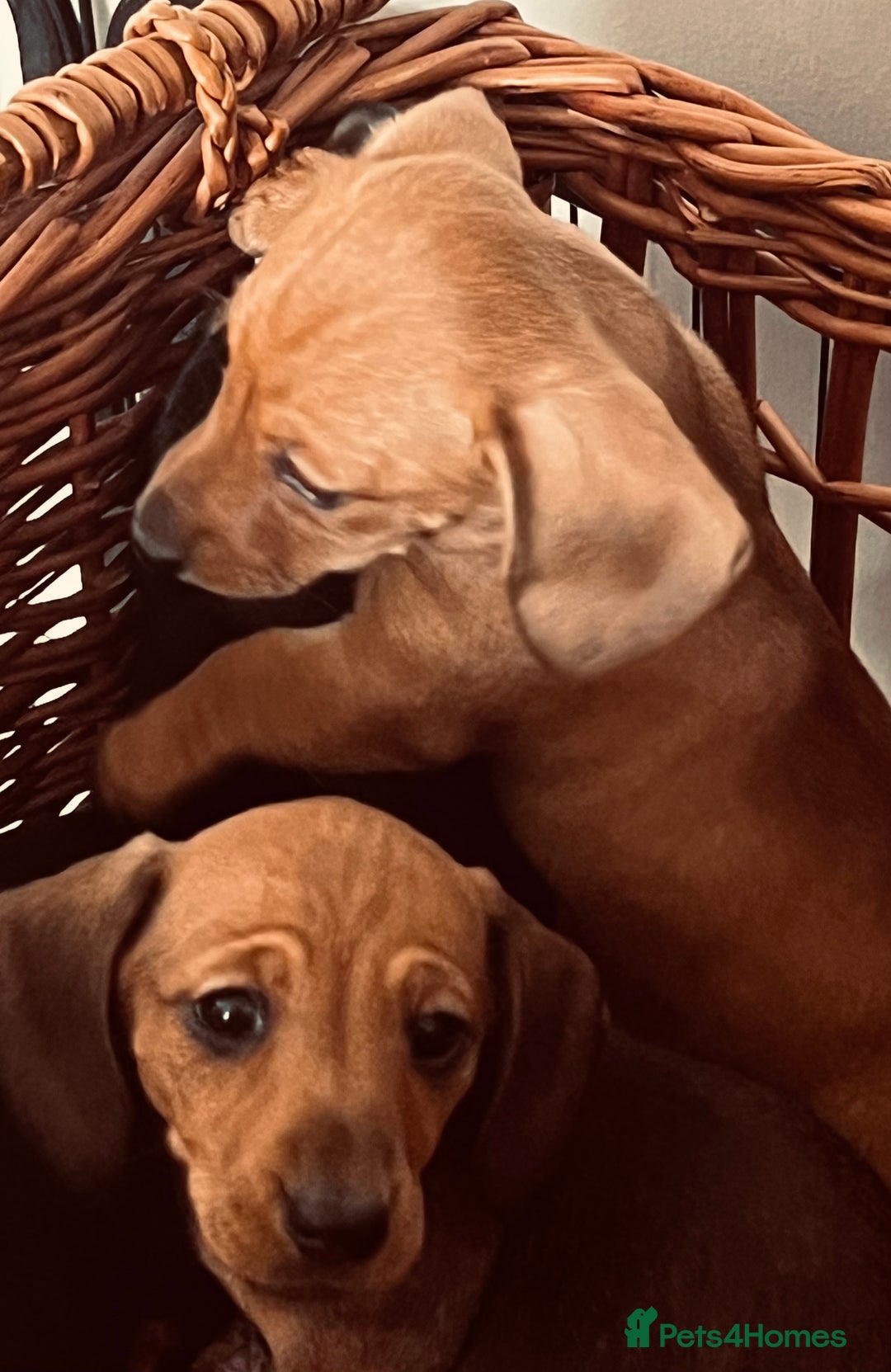 Miniature Dachshund dogs for sale: Beautiful Miniature Smooth Dachshunds  - Advert 4