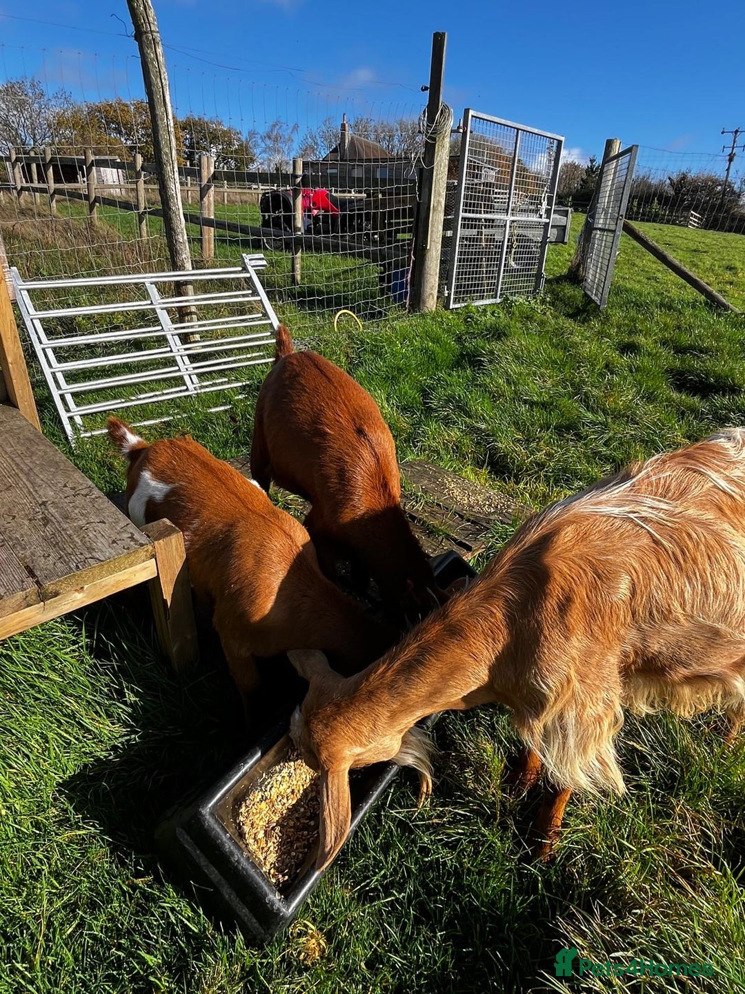 Goats livestock for sale: Family of Golden Guernsey goats - Advert 6