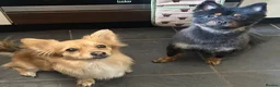 Pomchi dogs for sale:  🤍Prestige Pomchi Puppies🤍 in Halesowen - Advert 3