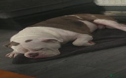 Old Tyme Bulldog dogs for sale: Rubble is male  - Image 2