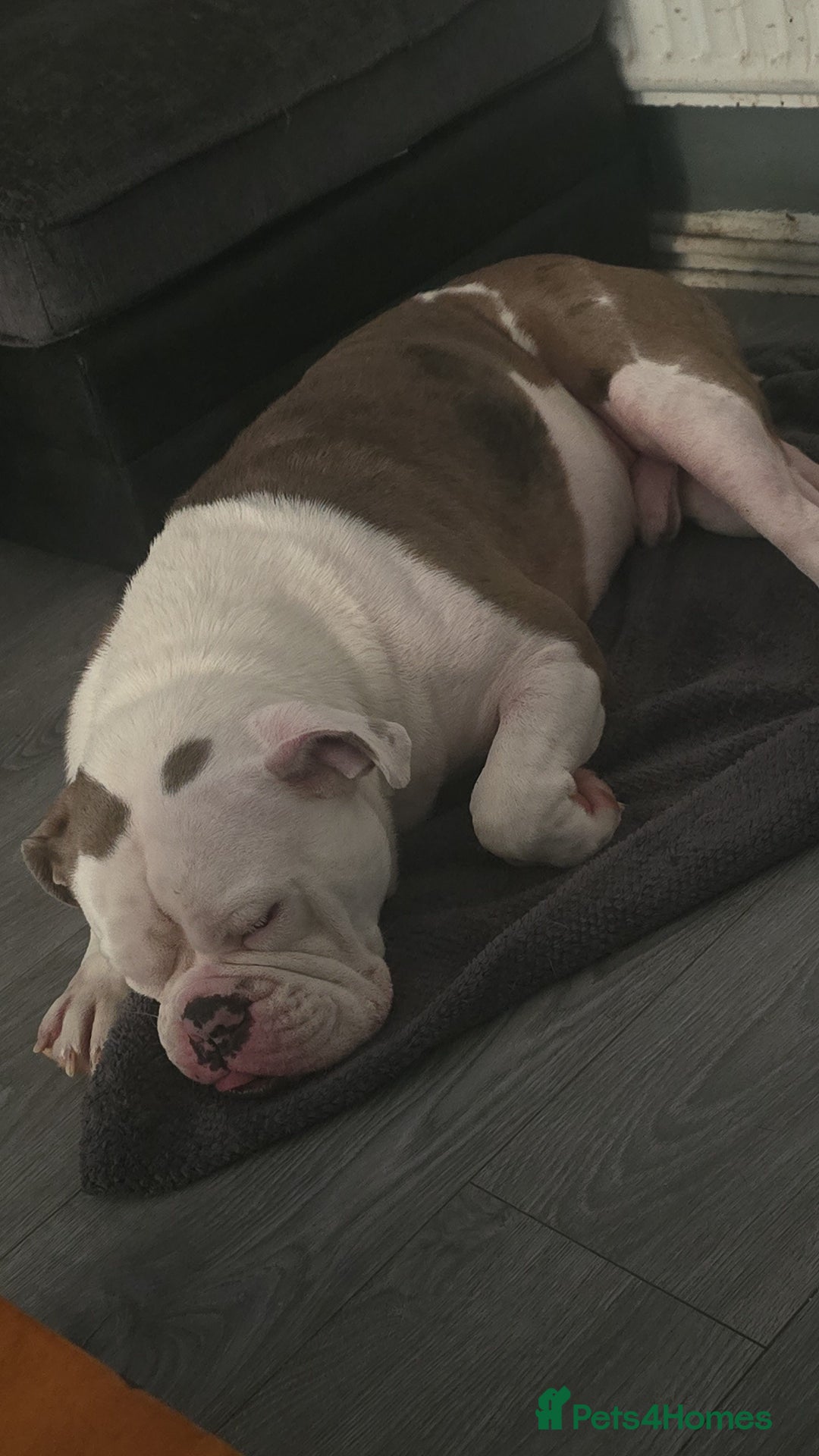 Old Tyme Bulldog dogs for sale: Rubble is male  - Image 2