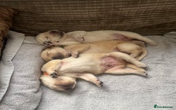 Labrador Retriever dogs for sale: Top Pedigree Labrador retriever puppies - Image 10