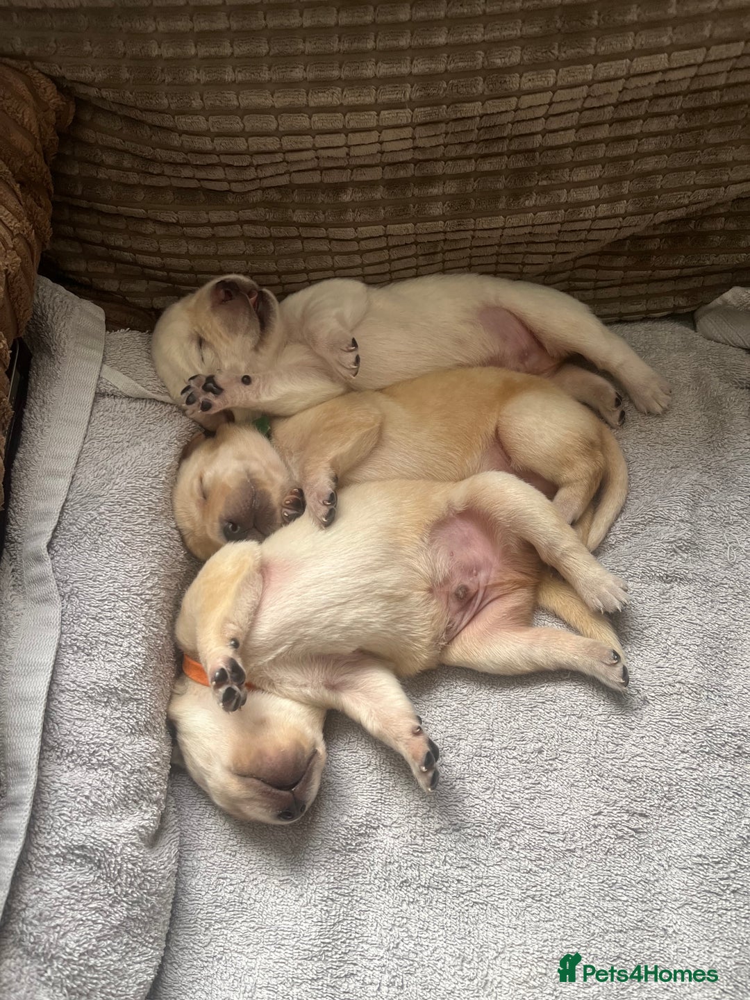 Labrador Retriever dogs for sale: Top Pedigree Labrador retriever puppies - Image 10
