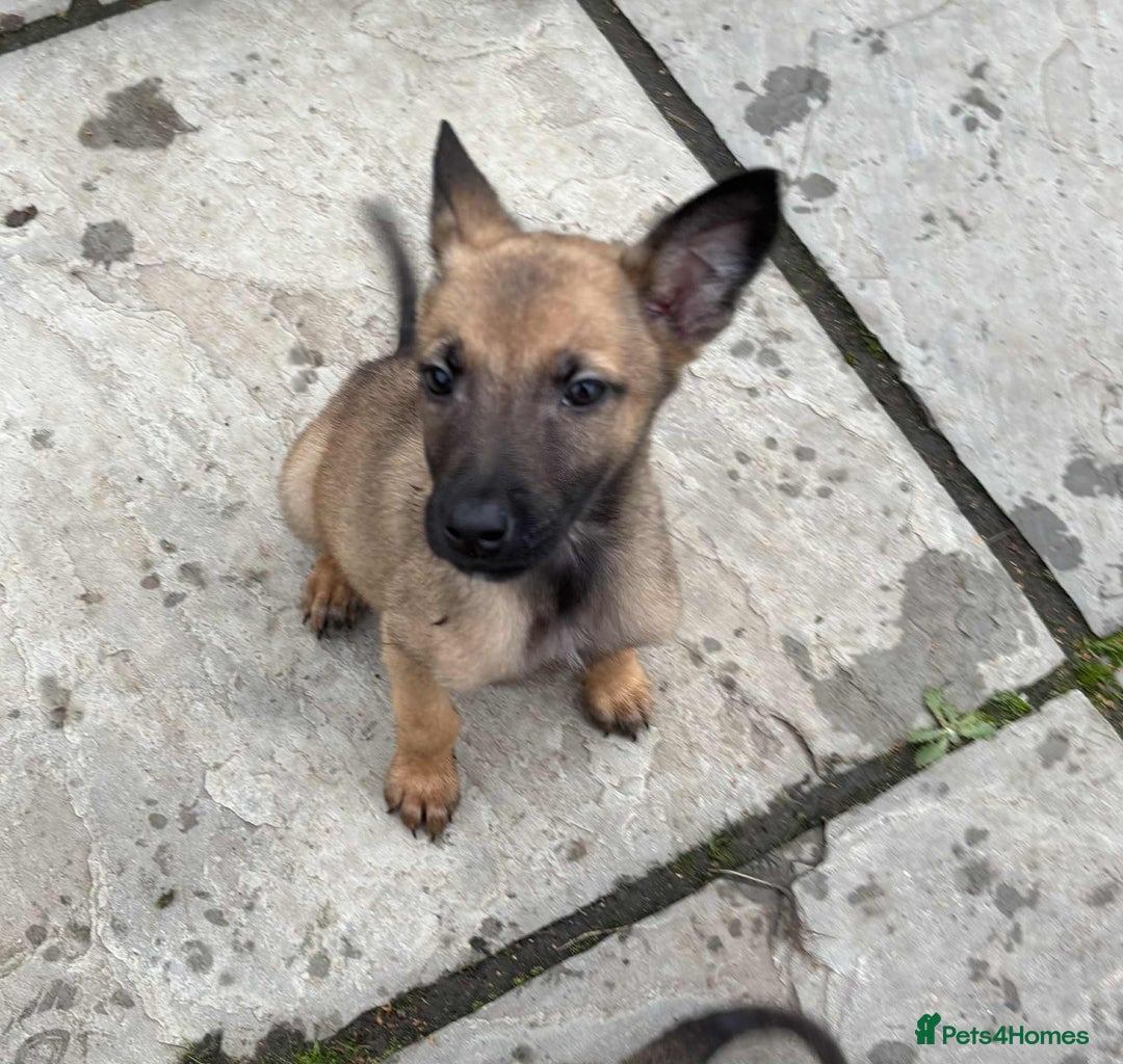 Belgian Shepherd Dog dogs for sale: Belgian shepherd pups - Image 2