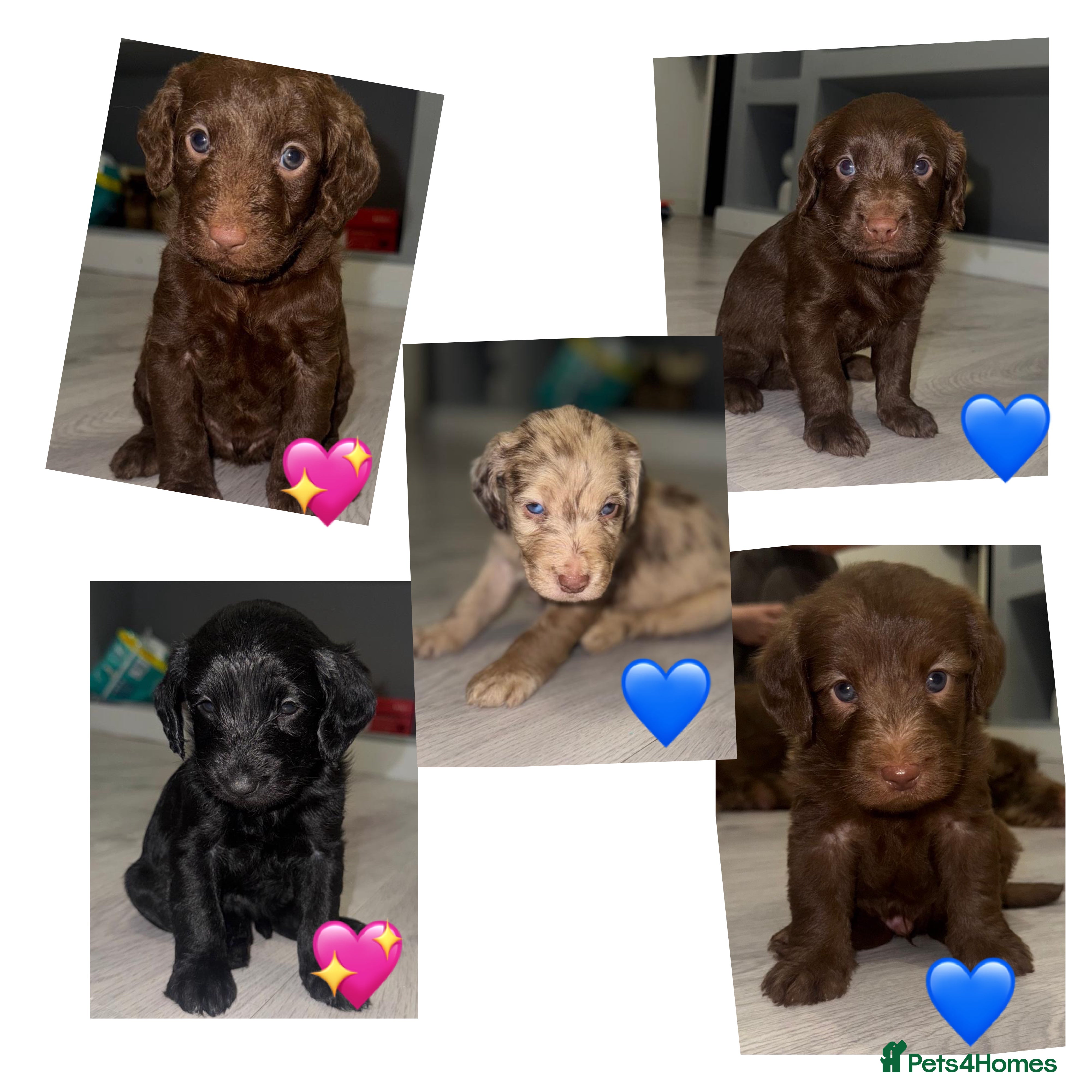 Labradoodle dogs Stunning labradoodle puppies - Advert 1