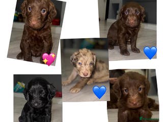 Labradoodle dogs Stunning labradoodle puppies - Advert 18