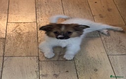 Papillon dogs for sale: Stunning Papillon puppies  - Image 3