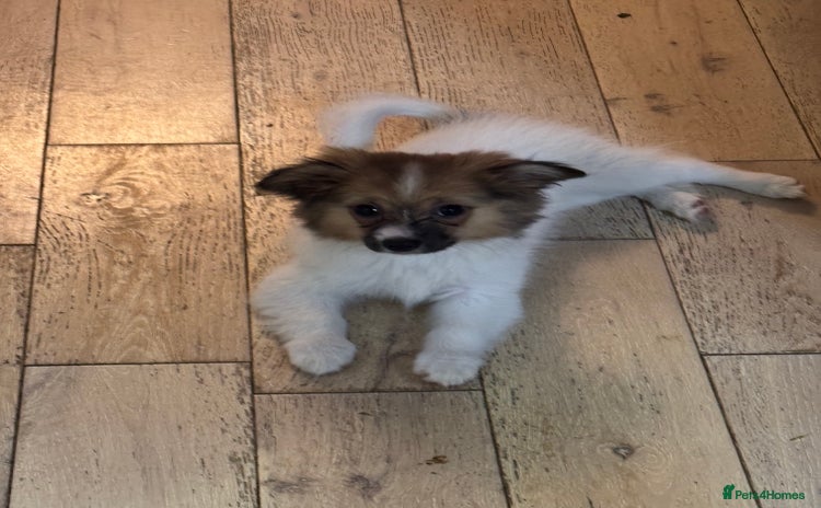Papillon dogs - Advert 1