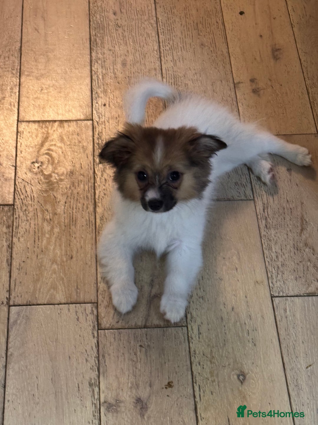 Papillon dogs for sale: Stunning Papillon puppies  - Image 3