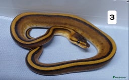 Python Snake reptiles for sale: Royal Python Morphs Females  - Image 20