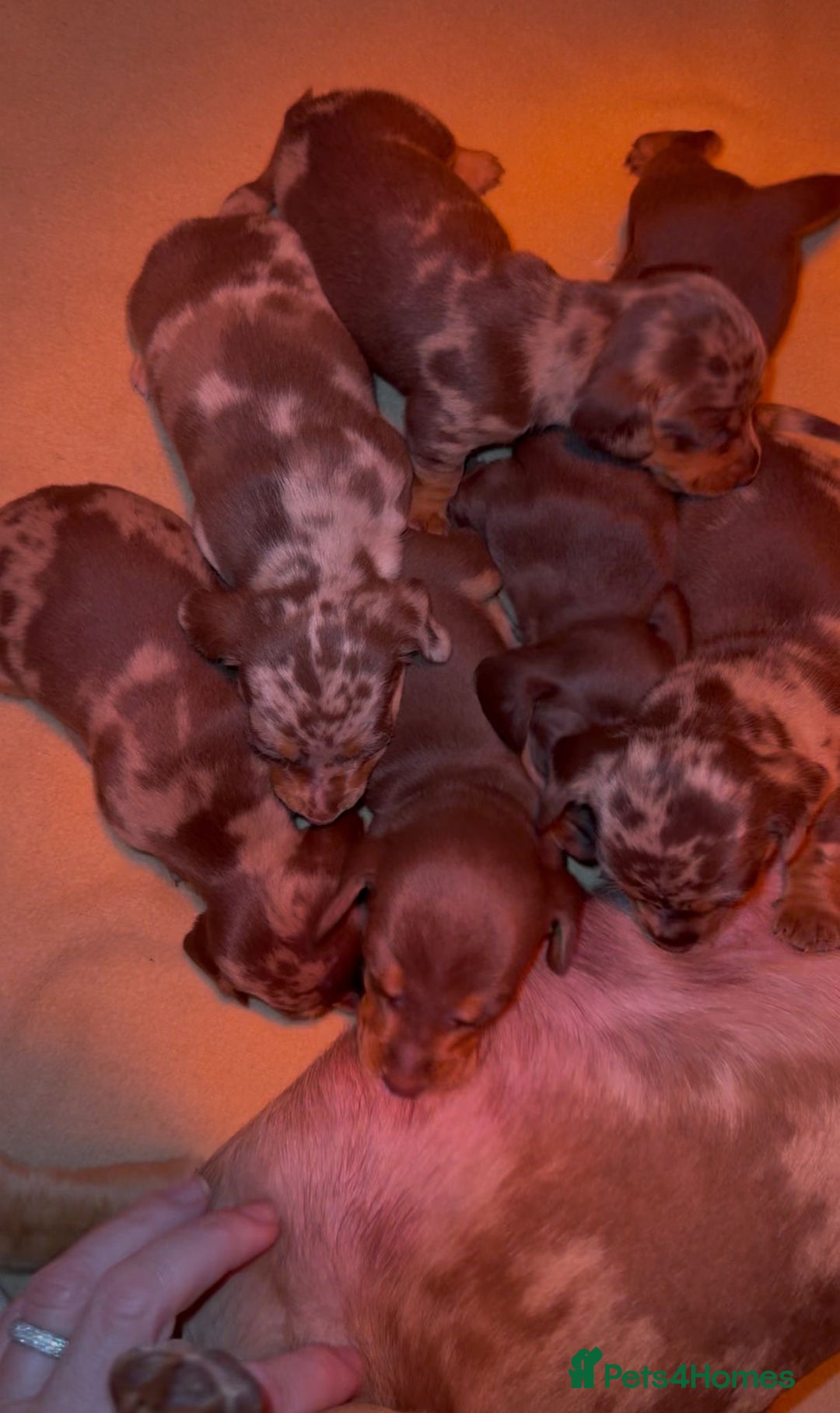 Miniature Dachshund dogs for sale: 🩵🩷Stunning KC Reg Mini Dachshunds🩵🩷 - Image 13
