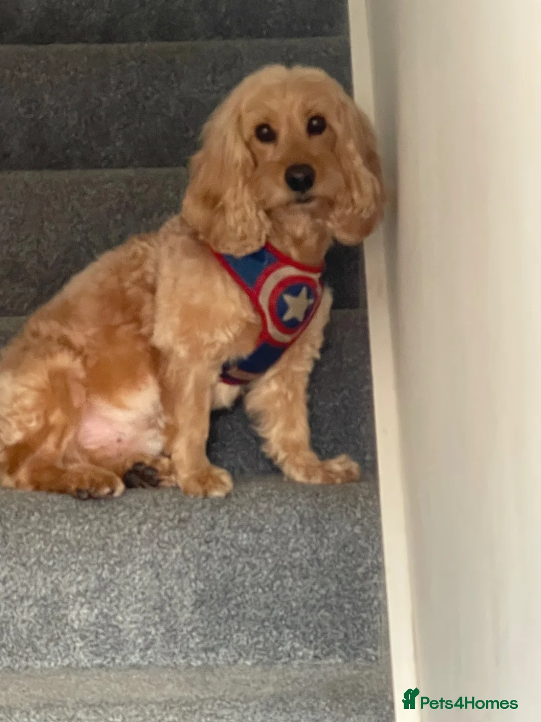 Cockapoo dogs for sale: Toy Cockapoo puppies in Milton Keynes - Advert 15