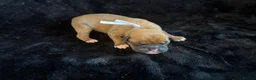 Boxer dogs for sale: Boxer - Advert 19