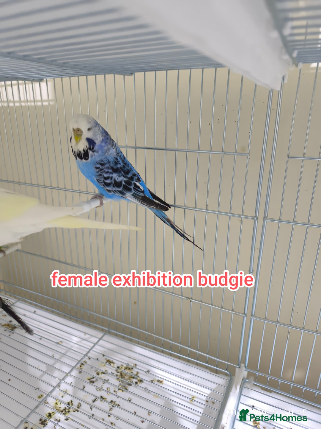 Budgerigars birds for sale: Budgies  and Cockatiel for sale  - Image 12