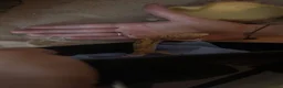 Leopard Gecko reptiles for sale: Albino Leopard Gecko in Penrith - Advert 8