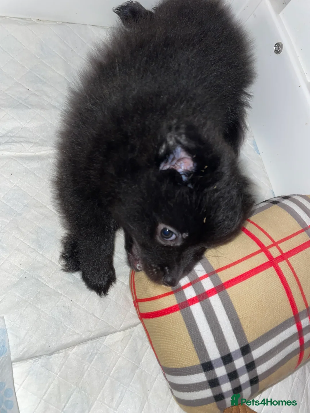 Pomeranian dogs for sale: Pomeranian puppies  - Advert 16