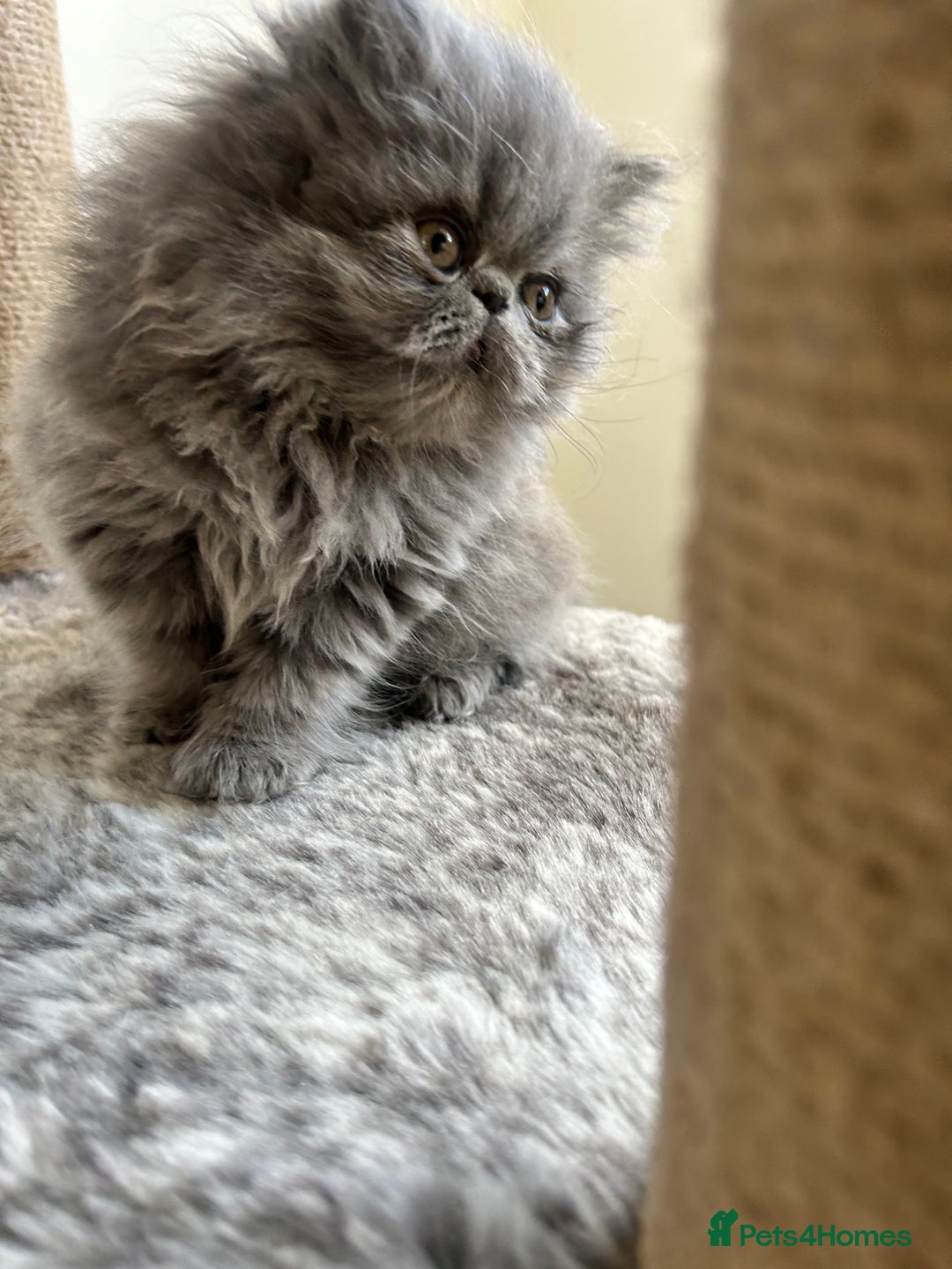 Persian cats for sale:  Persian Queen-Active. American Bloodlines, GCCF. - Advert 15