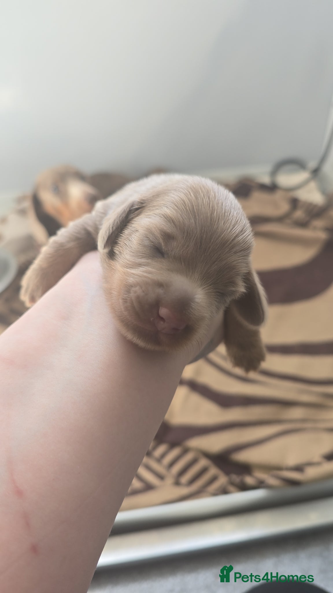 Dachshund dogs Mini dachshund long hair 😍  - Advert 1