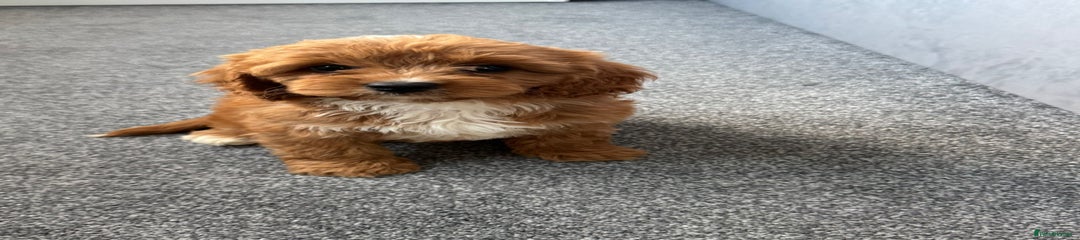 Cavapoo Puppy 4