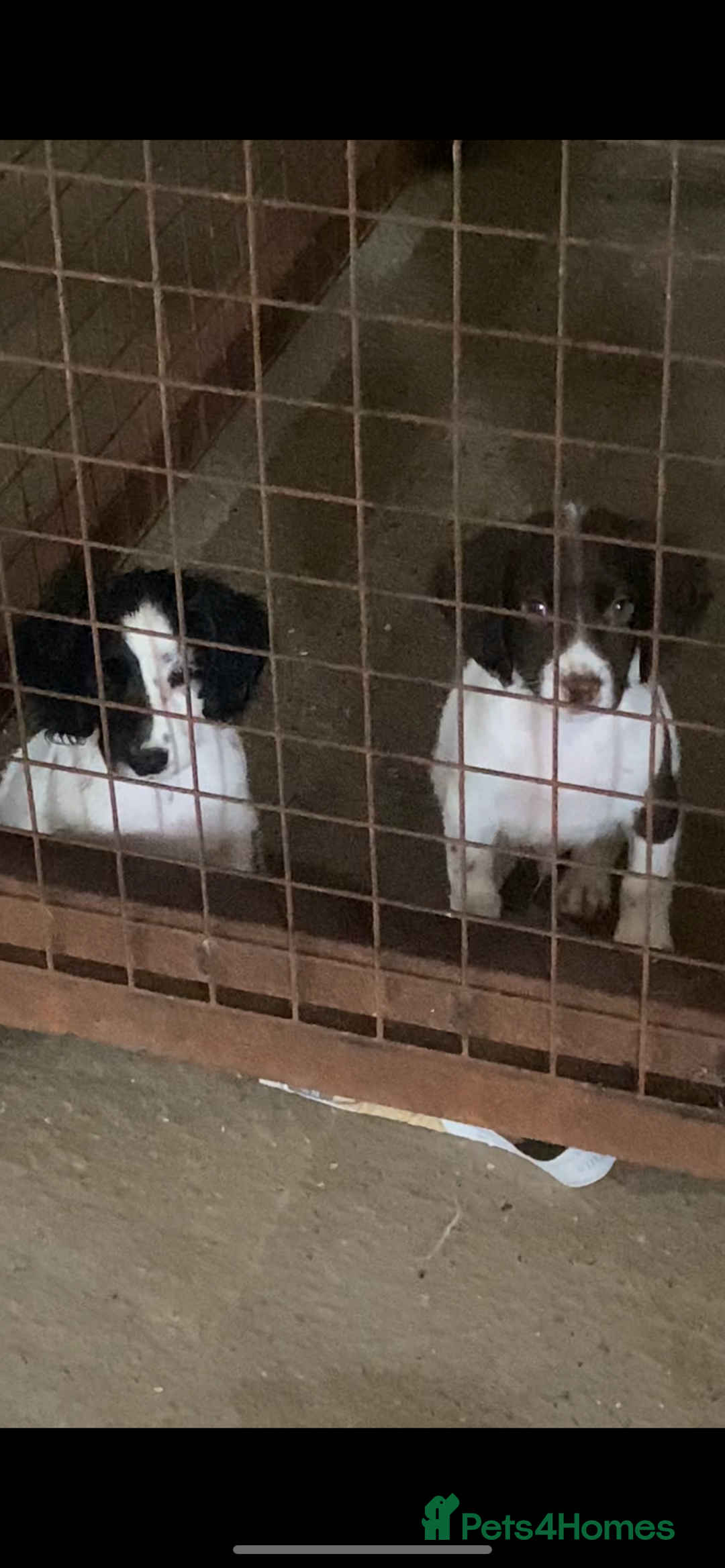 English Springer Spaniel dogs for sale: 1 bitch 1 dog available  - Image 4