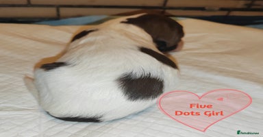 English Springer Spaniel dogs - Advert 1