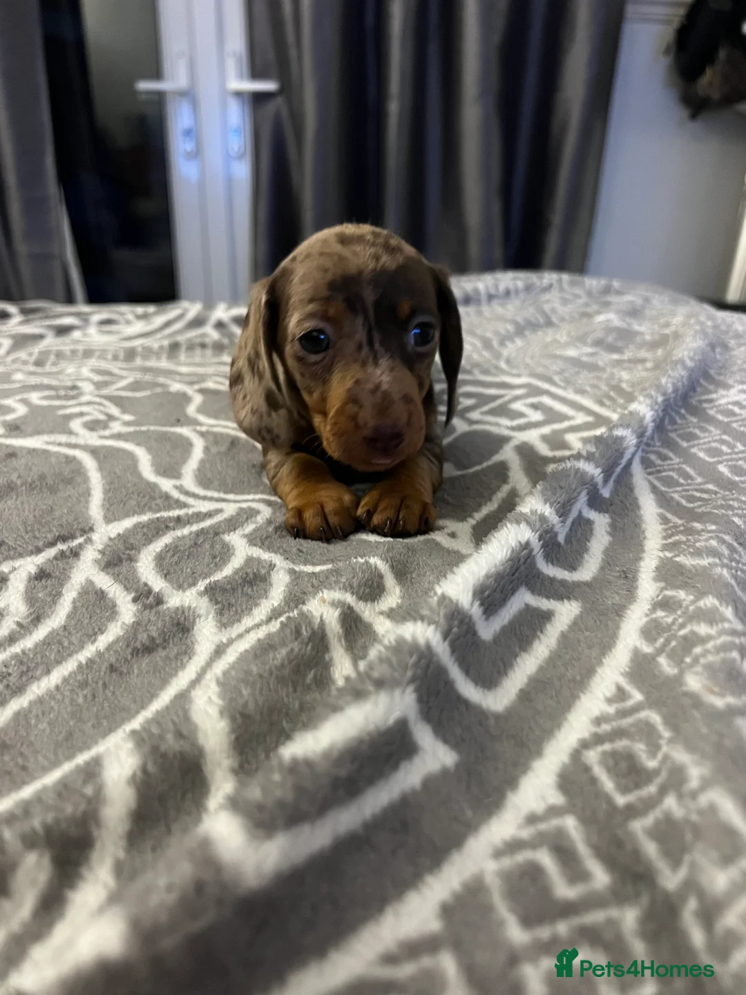 Miniature Dachshund dogs for sale: 5 stunning miniature dachshund puppies 🐾🏡 - Advert 9