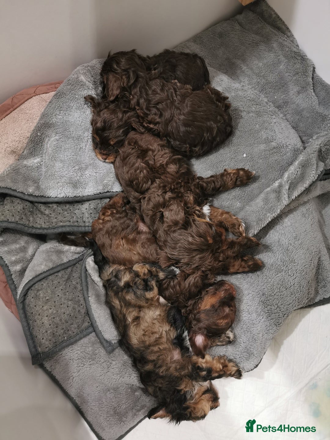 Shorkie dogs for sale: Adorable Biewer-Shih Tzu Cross Puppies  - Advert 8