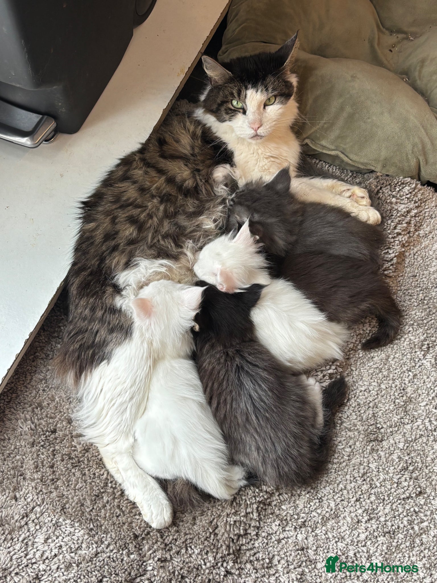 Maine Coon cats for sale: Maine coon kittens for sale. Some polydactyl.  in Trimdon Station - Advert 6