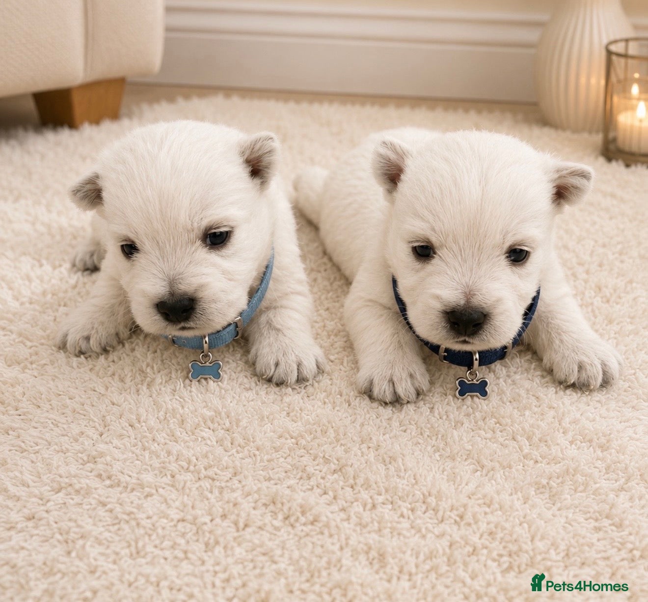 West Highland Terrier dogs KC West Highland Terriers 🧬 Health tested Parents - Advert 2