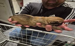 Mixed Breed dogs for sale: Female french bulldog pup - Advert 7