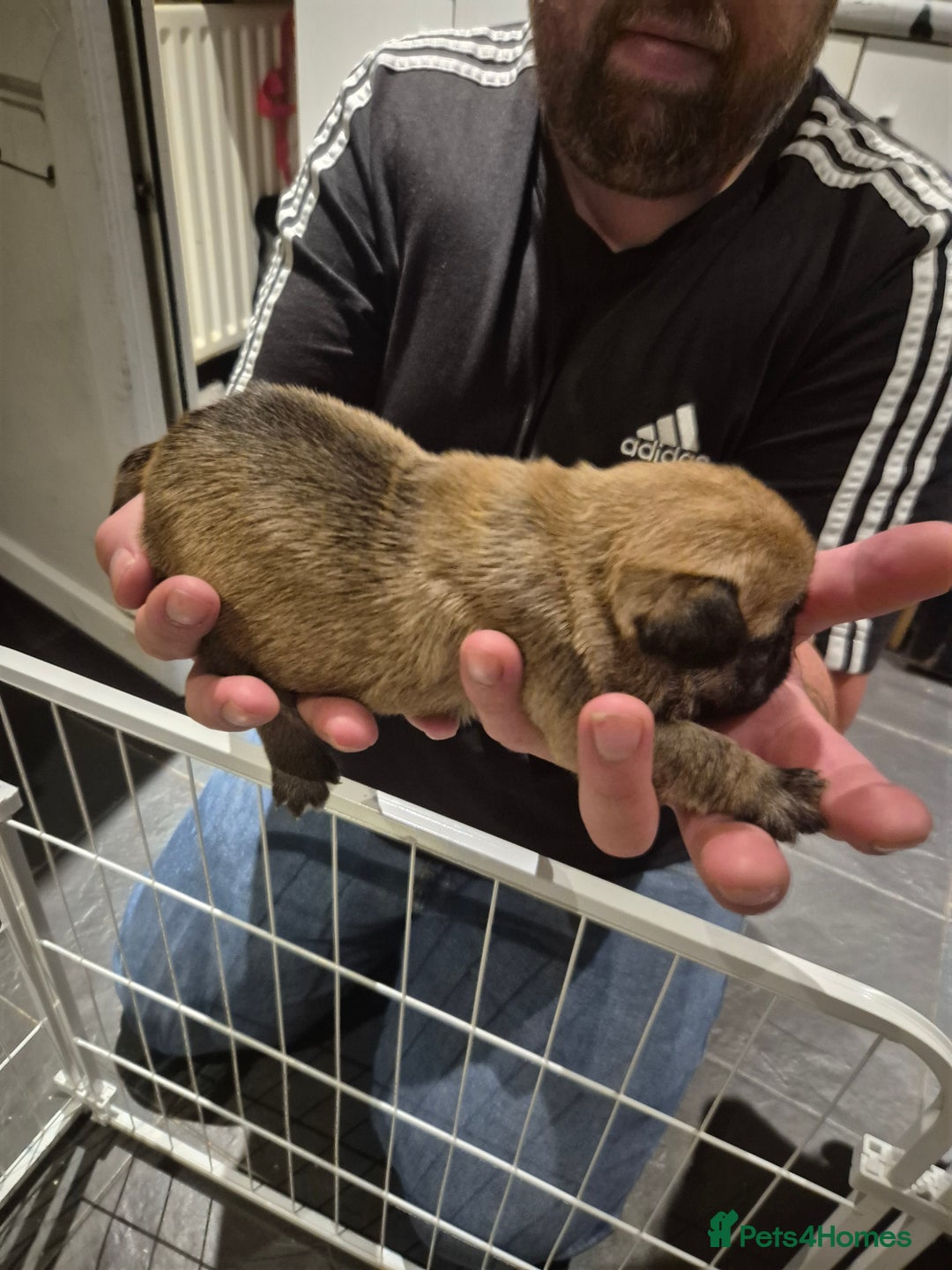 Mixed Breed dogs for sale: Female french bulldog pup - Advert 7