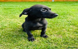 Labrador Retriever dogs for sale: KC registered Fox Red & Black Lab Babies 🐾🐾 in Diss - Image 10