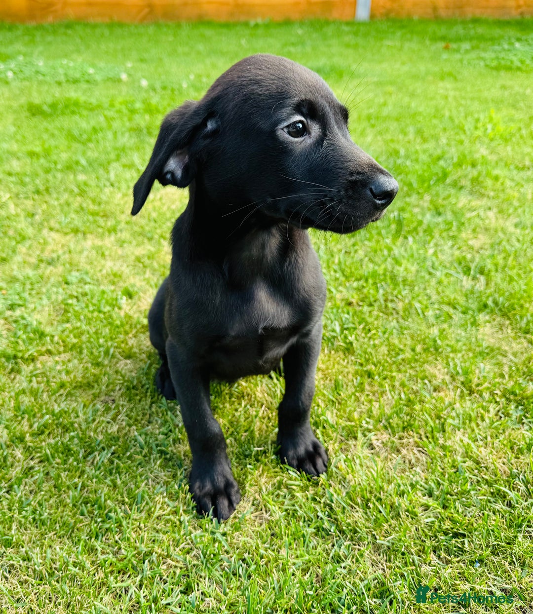 Labrador Retriever dogs for sale: KC registered Fox Red & Black Lab Babies 🐾🐾 in Diss - Image 10