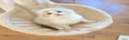 Ragdoll cats for sale: READY NOW *** INDOOR FULL PEDIGREE RAGDOLL KITTENS - Advert 37
