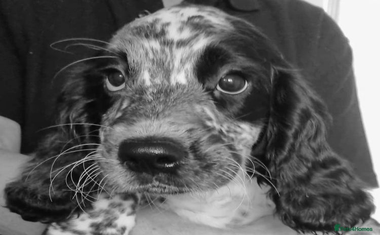 Sprocker dogs - Advert 8