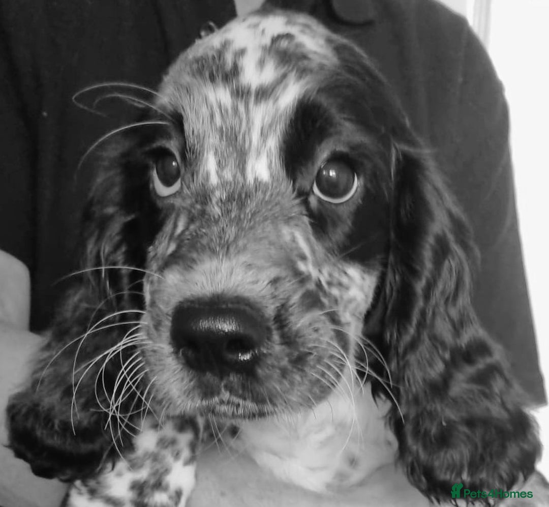 Sprocker dogs for sale: STRIKING BLUE ROAN SPROCKER PUPPIES  - Image 1