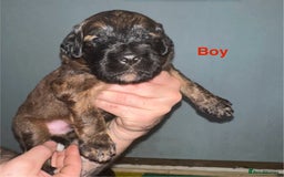 Mixed Breed dogs for sale: F1 Saint Berdoodles - Image 4